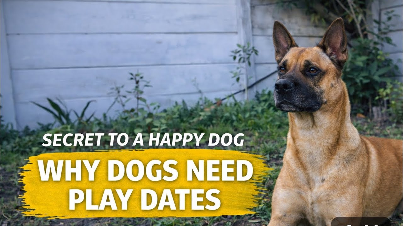 Why Your Dog Needs Play Dates | The #1 Secret to a Calm, Happy Pup. 🐶🥰♥️