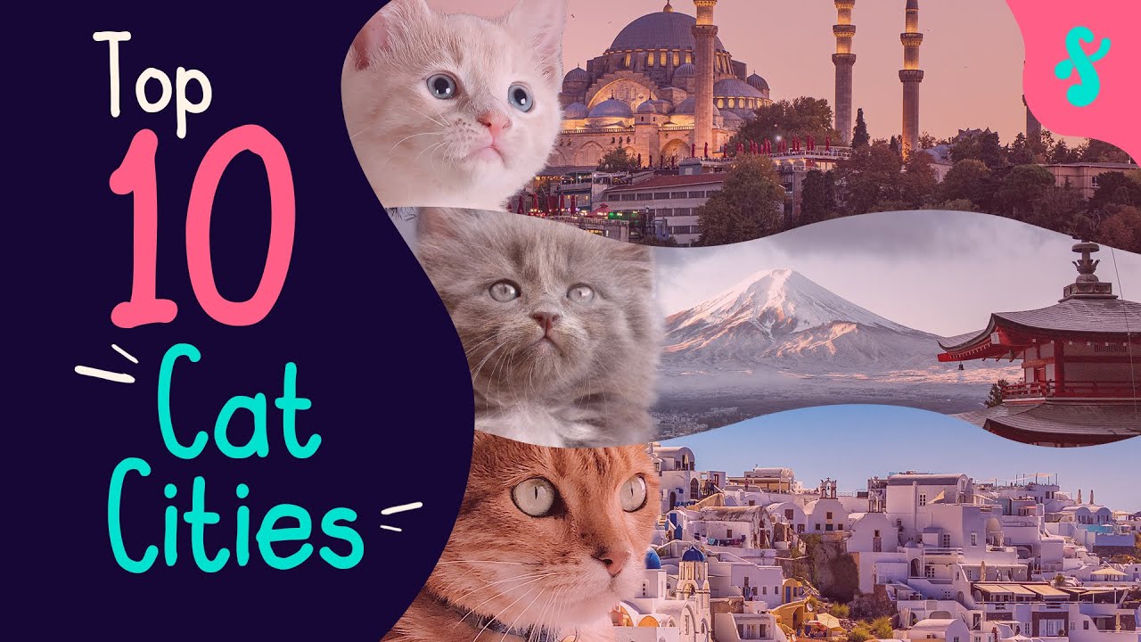 ✈️ Top 10 Most Famous Cat Cities in the World | Furry Feline Facts 😸