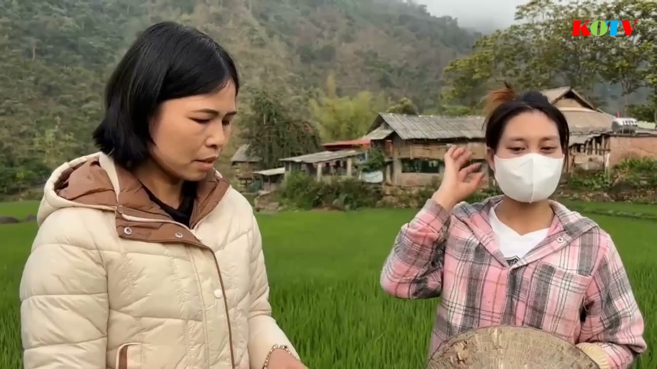 Chăm sóc lúa ĐX