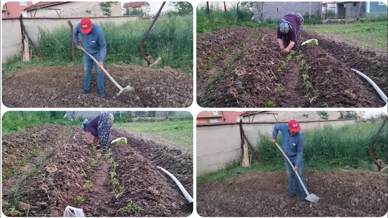 #Köyde #bahçe işleri  başladı eşim karıklarımızı açtı annemde fidanları dikti