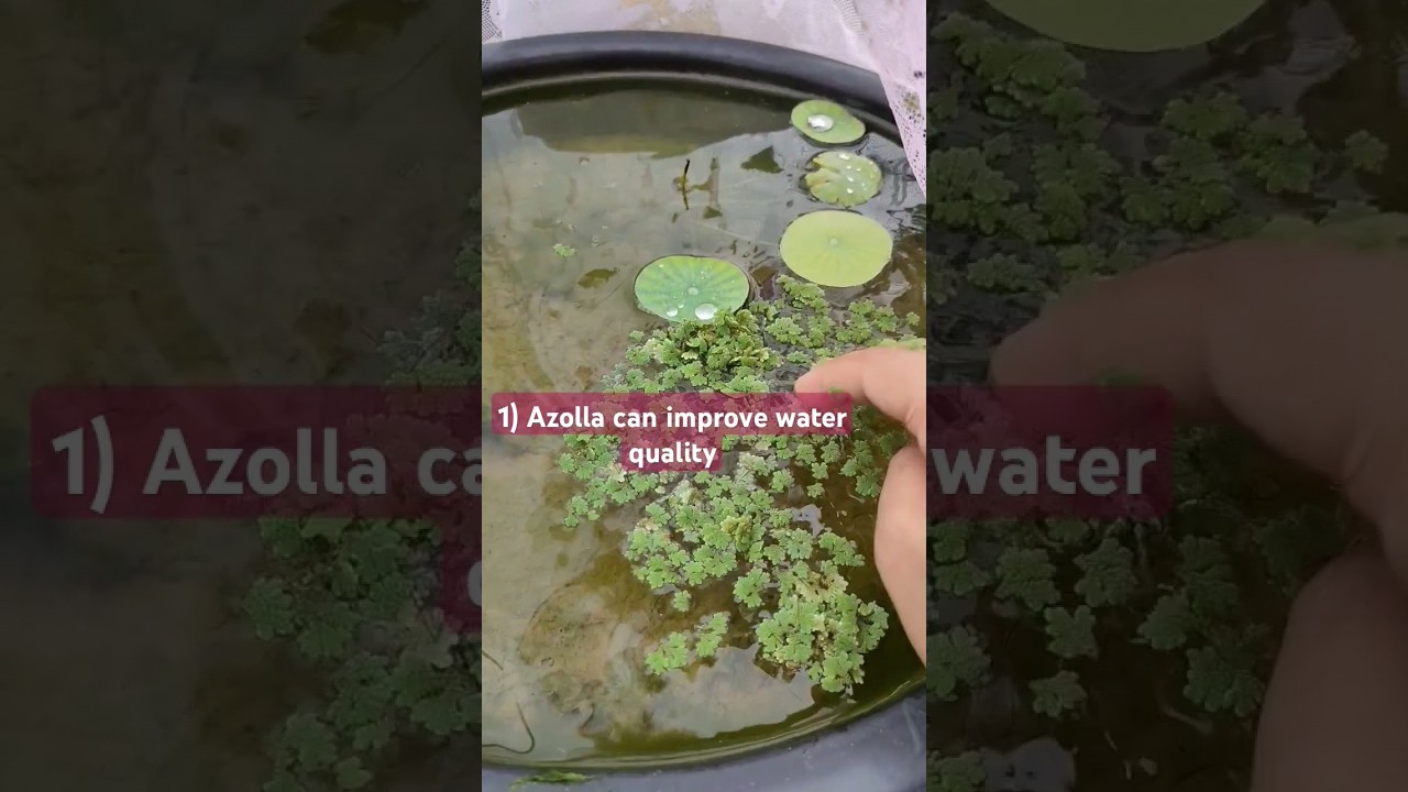 || azolla benefits in lotus pond || #shortsfeed #shorts #azolla #lotus #garden