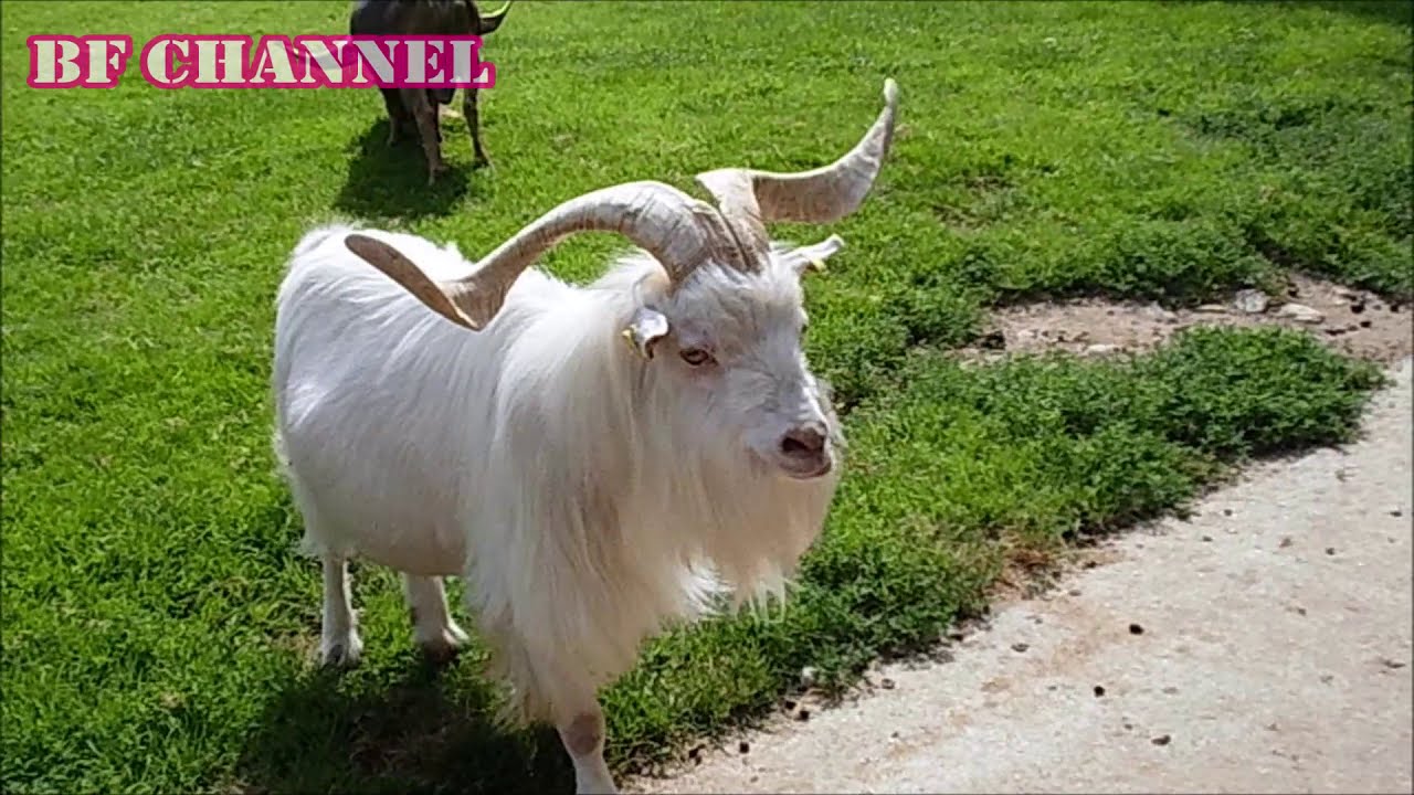 LOHBERG: Hairy GOATs FARM | GERMANY