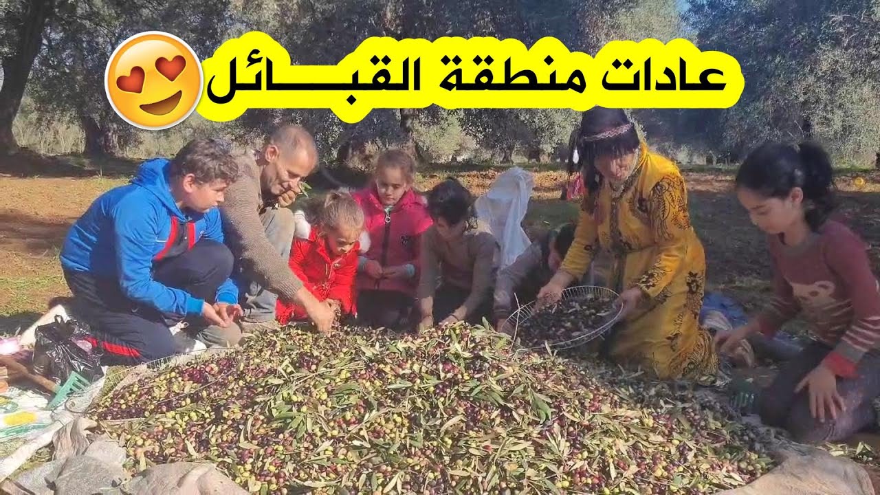 موسم جني الزيتون ينطلق...والعادات الرائعة بمنطقة القبائل حاضرة من ولاية البويرة..شاهدوا😍