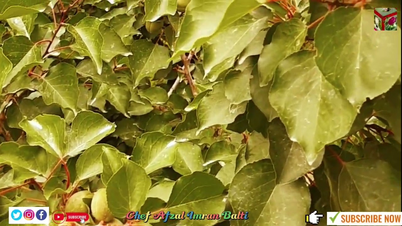 Gilgit Baltistan beautifull natural place Machulo ویلی