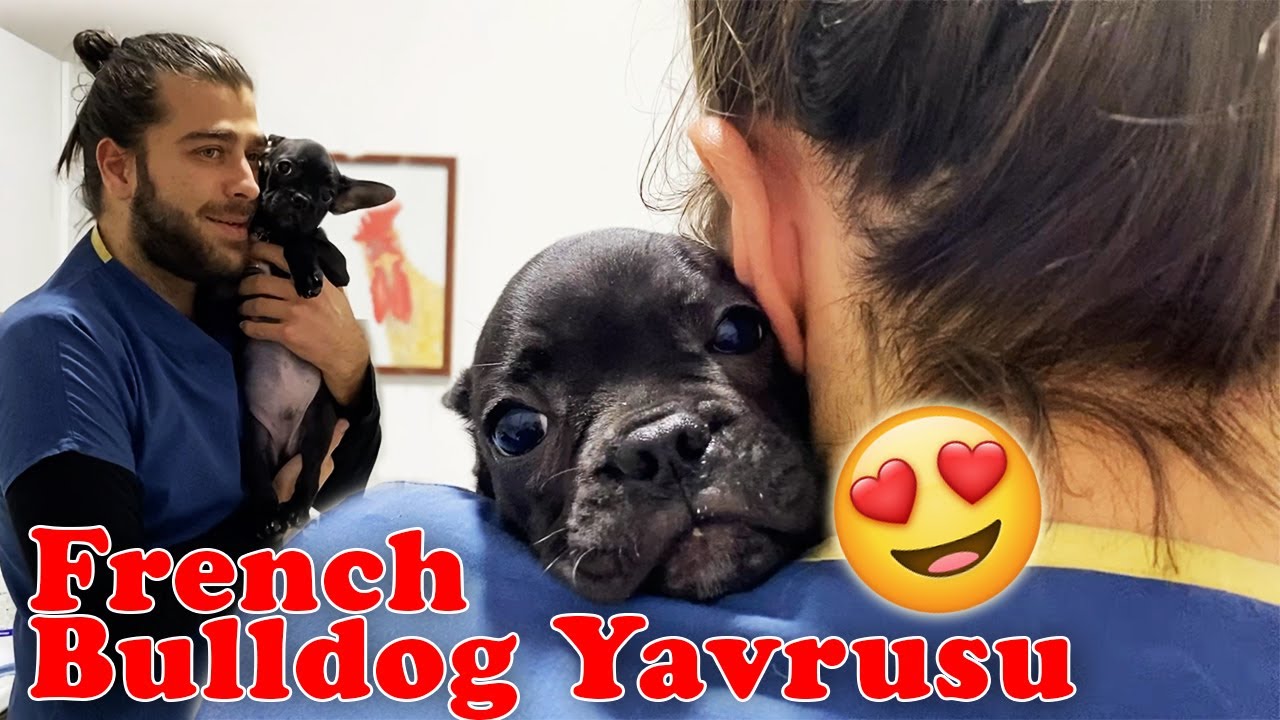 YARAMAZ DEĞİL HİPERAKTİF! 😂 French Bulldog Yavrusu Sevimliliği! 😍 #inanoğlu