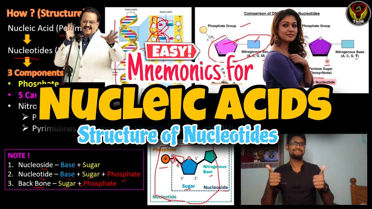Nucleic Acid 🧬 | Nucleotide | DNA & RNA Structure | Mnemonics | Tamil | Microbiology | ThiNK Biology