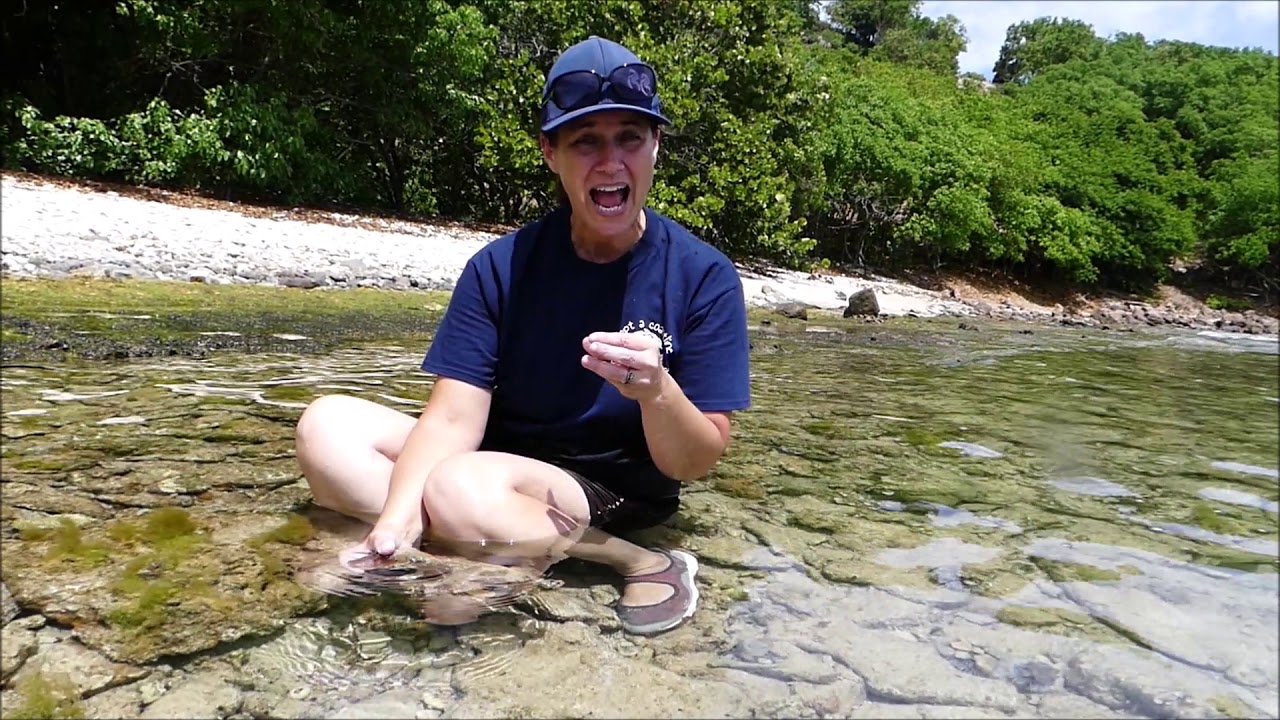 Mary's Marine Minutes- Coral and Zooxanthellae
