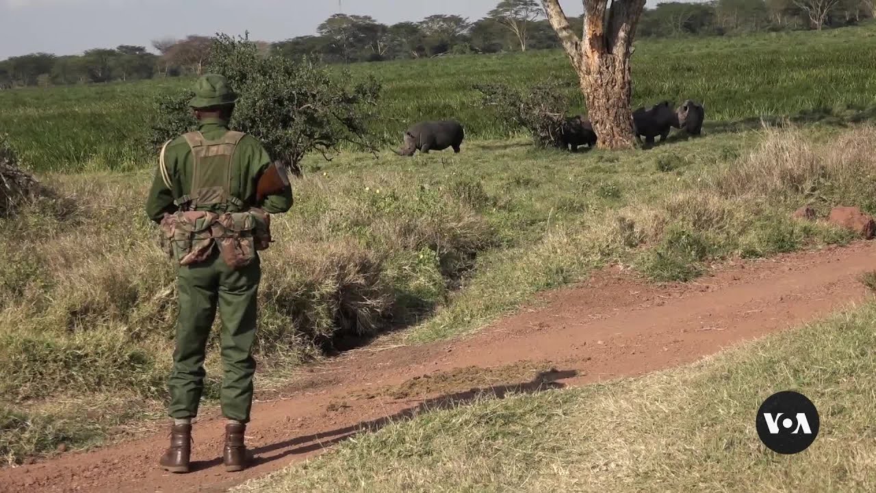 Kenyan conservancy uses reformed poachers to protect wildlife | VOA News