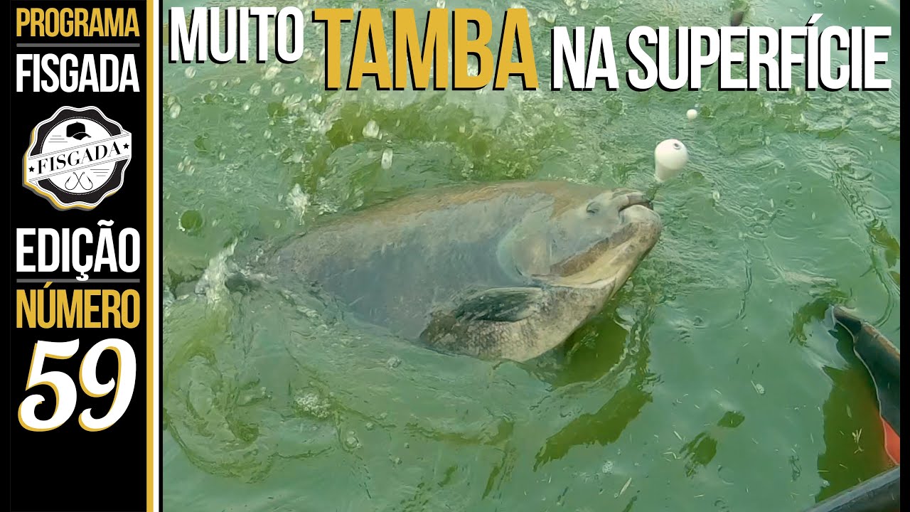 QUASE TODOS NA BOIA P&Atilde;O (PESCARIA DE TAMBAS NA SUPERF&Iacute;CIE)