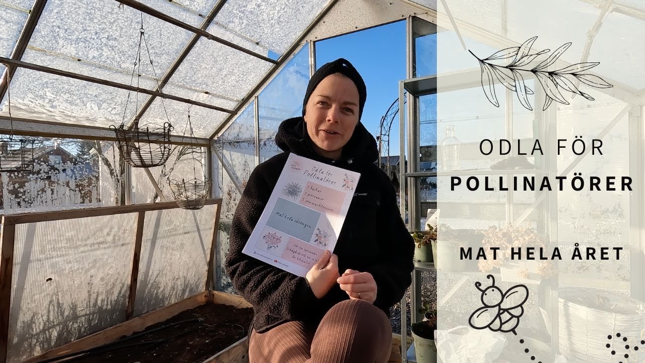 Odla f&ouml;r pollinat&ouml;rer 🦋 | Andas som ett bi 🐝