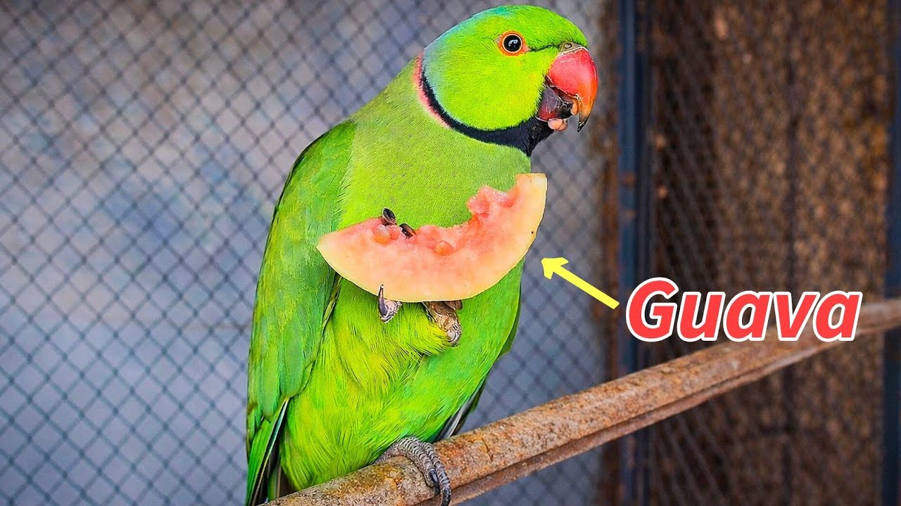 Parrot's favorite food guava | How Parrot eats guava seeds
