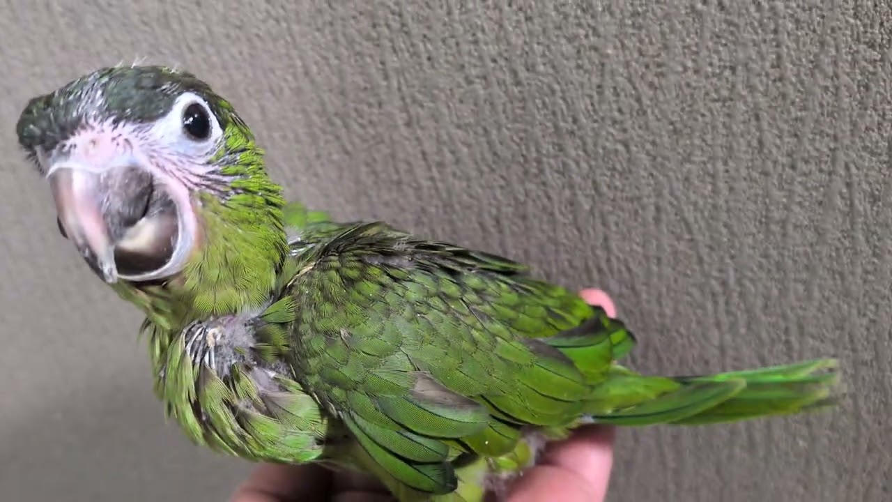コミドリコンゴウインコ ヒナ 手乗り LOVEBIRDFUKUOKA(ラブバードフクオカ)2026.1.30