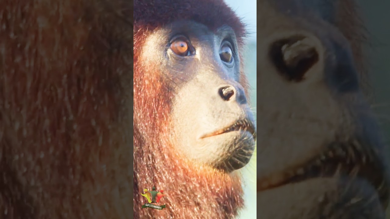 SHOCKING Facts About Monkey #shorts #facts #animals