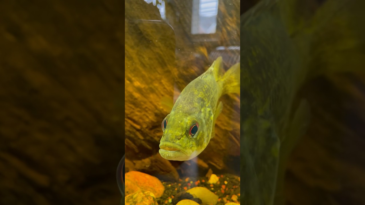 Rock bass feeding time! #fishing #rockbass #bass