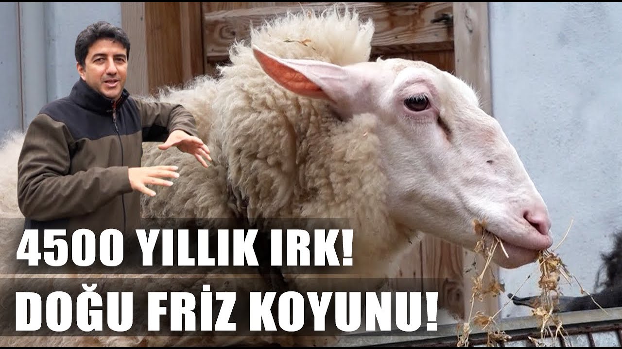 Samanı Süte Çeviren Koyun! Günlük Rekor Süt Verimi / Dr. Koyuncu