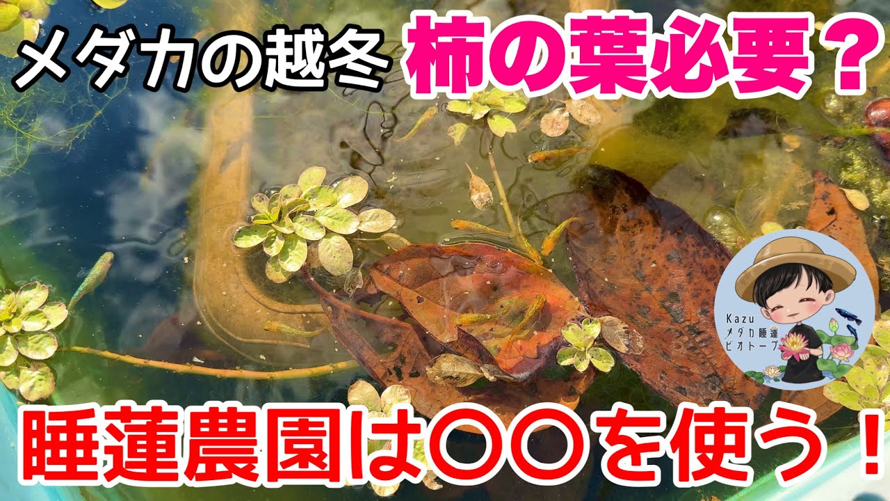 メダカの越冬柿の葉より○○の方が良い！柿の葉は必要？メダカ睡蓮ビオトープ