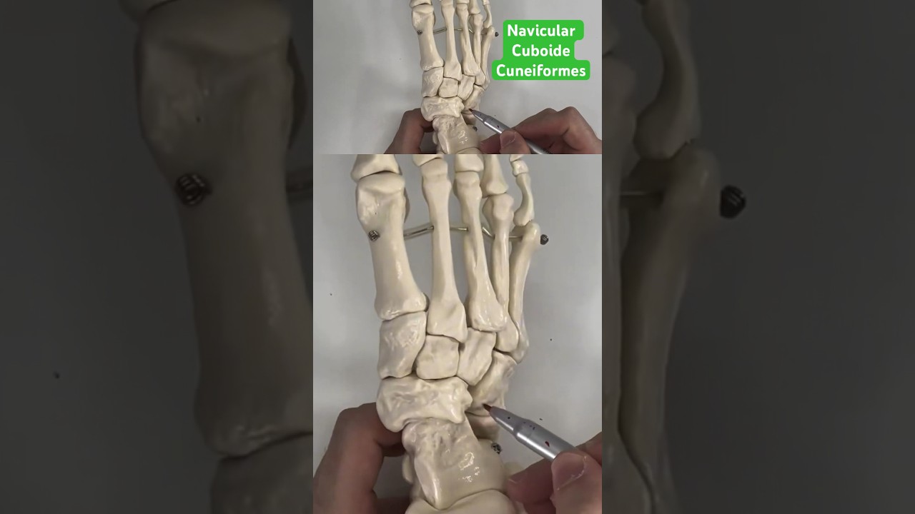 NAVICULAR, CUBOIDE E CUNEIFORME #anatomia #medicine #anatomy #anatomiaefisiologia #anatomiapratica