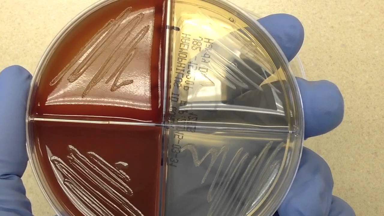 Microbiology - Quad Plate