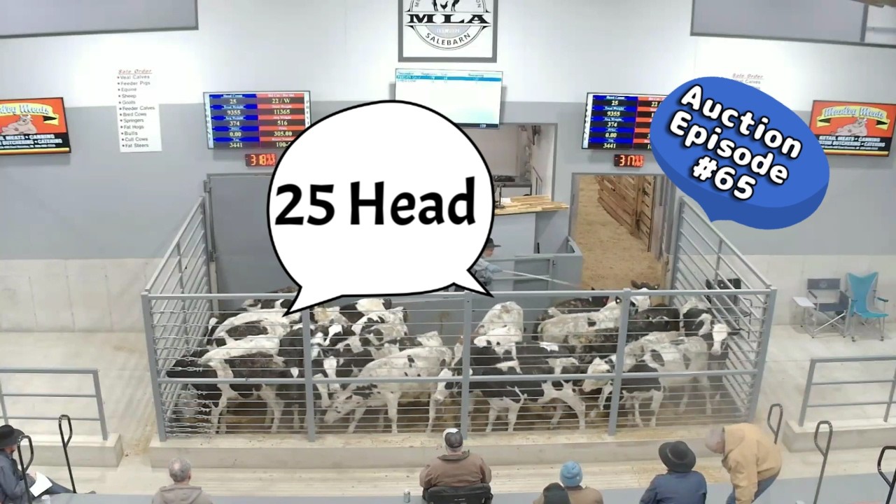 Monthly Feeder Calf Auction On 02/06/2026