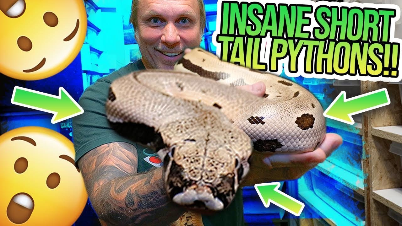 INSANE BLOOD PYTHON / SHORT TAIL PYTHON SNAKE ROOM TOUR!! | BRIAN BARCZYK