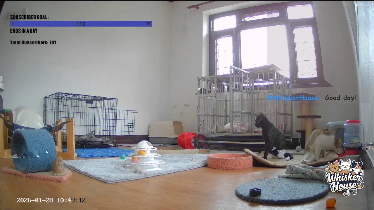 Live with Special Needs Kitties | Whisker House