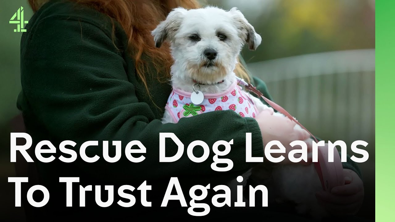 Rescue Dog Learns to Trust and Love Again After a Life of Neglect | The Dog House 🐶