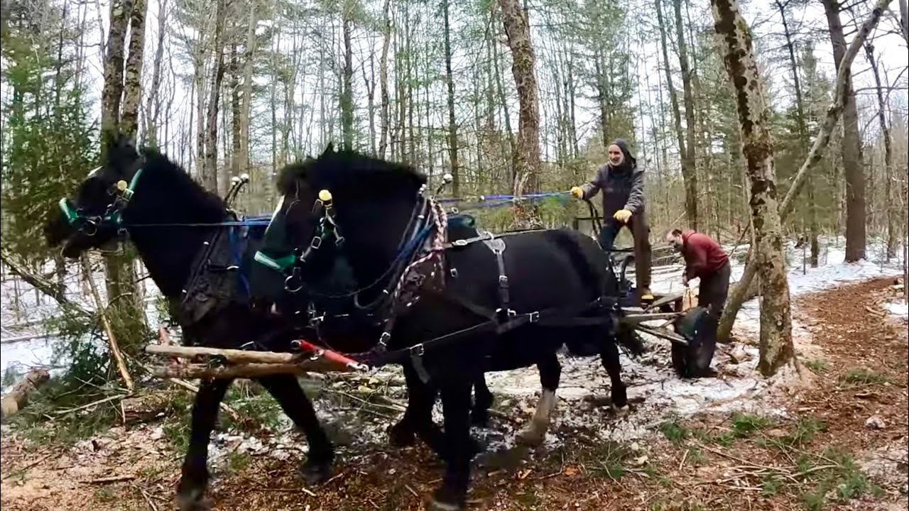 WHAT IS WRONG WITH THIS TEAM?? (PART 2) // What are BRAIN STRAPS on Horses?  #428
