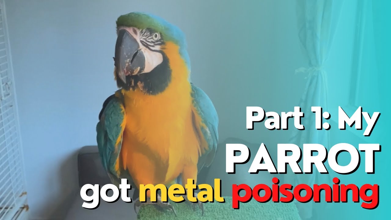 My parrot got heavy metal poisoning (What I did when I couldn't figure how why my macaw was sick)