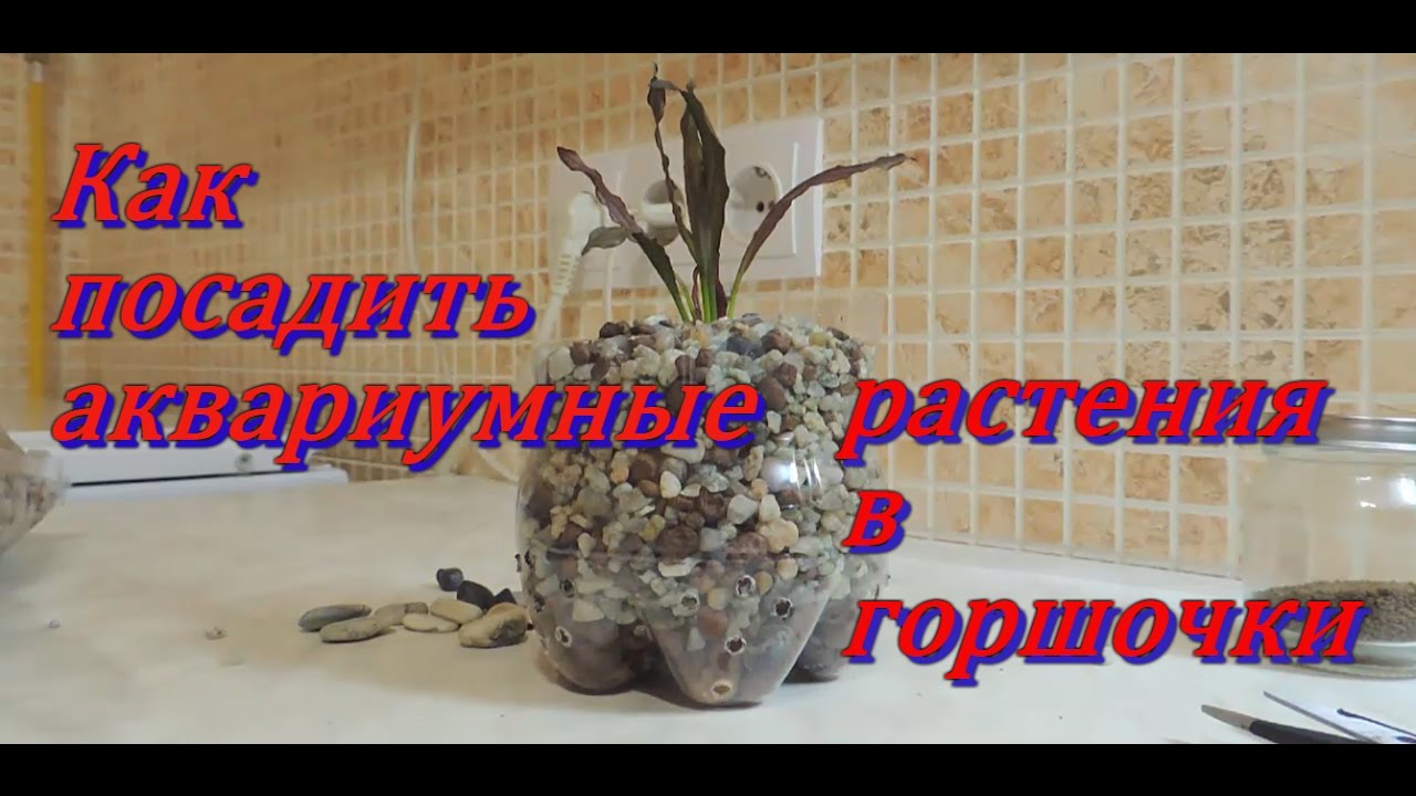 Аквариумные растения в горшочках.