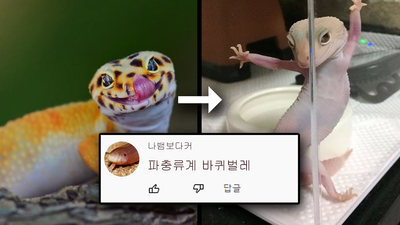 레오파드 게코, 당신이 몰랐던 14가지 사실.. 그 인기와 나락..