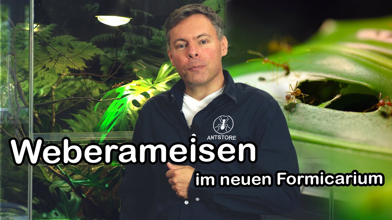 Oecophylla smaragdina Weberameisen bekommen ein neues Formicarium