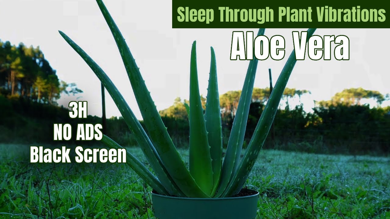 Aloe Vera Vibrations &bull; Deep Sleep Healing With Plant Energy (432Hz + Theta Waves)