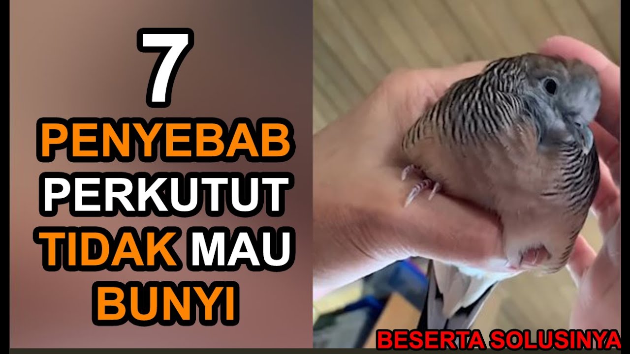 7 PENYEBAB PERKUTUT TIDAK MAU BUNYI DAN CARA MENGATASINYA