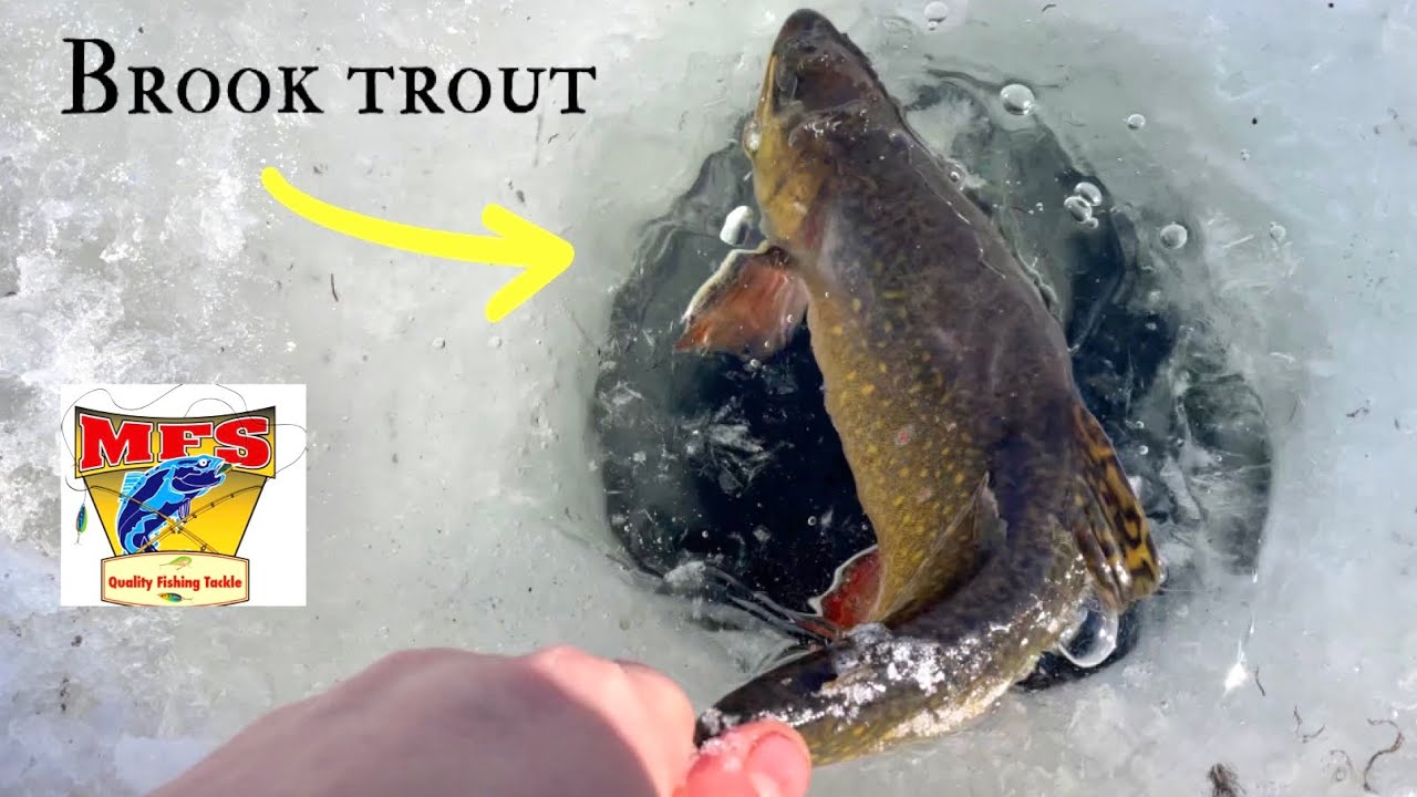 ICE FISHING for WILD BROOK TROUT in an URBAN POND , in NEWFOUNDLAND ! SHALLOW WATER SIGHT FISHING!