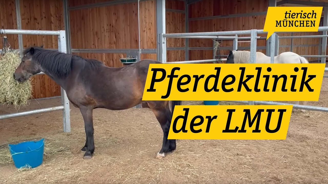 Tierisch M&uuml;nchen: Pferdeklinik der LMU er&ouml;ffnet in Oberschlei&szlig;heim