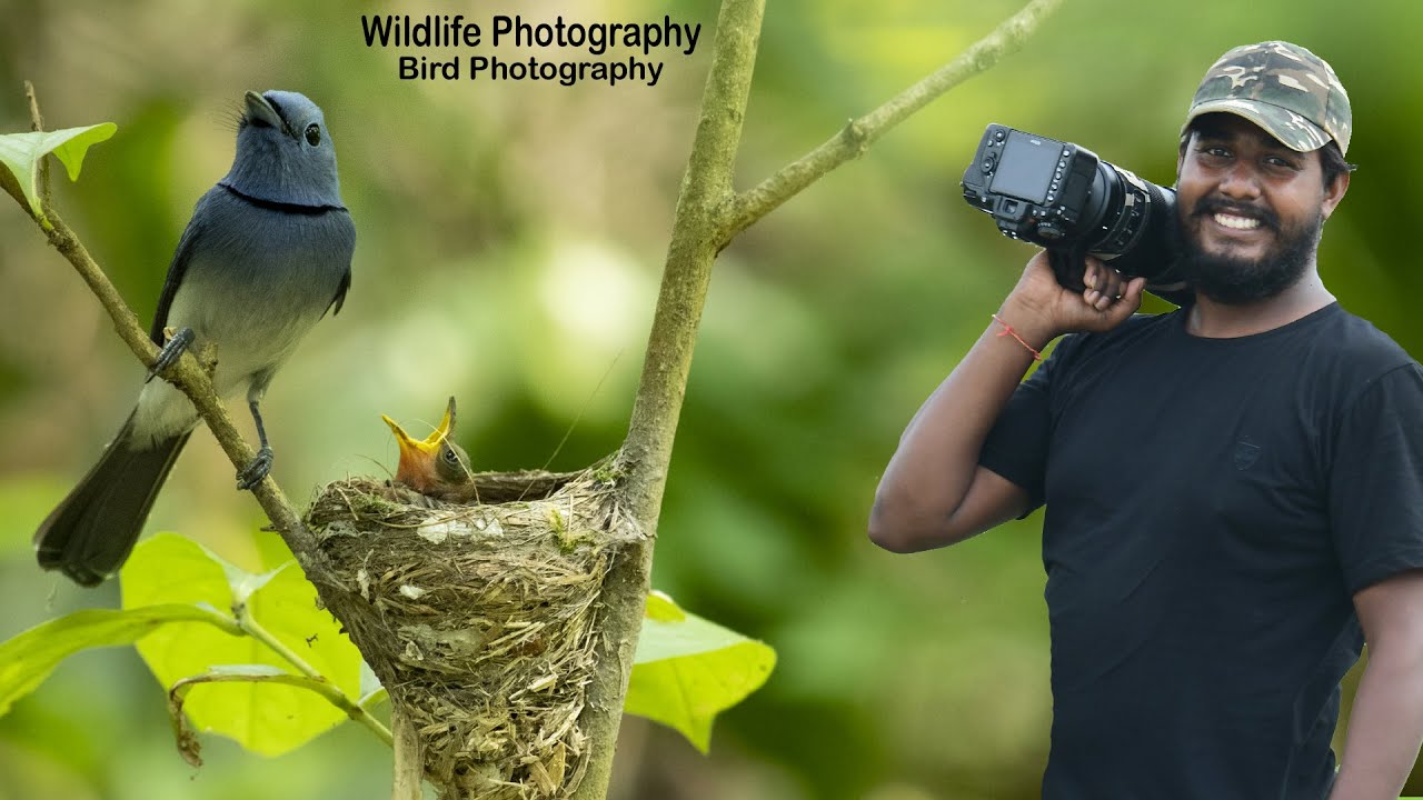Khisma Forest - Black naped monarch | Wildlife Photography Vlog 27 | Monarch Bird | #birds #wildlife