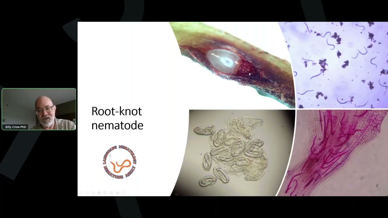 Uncover the Hidden Threats: Nematode Management in Turf