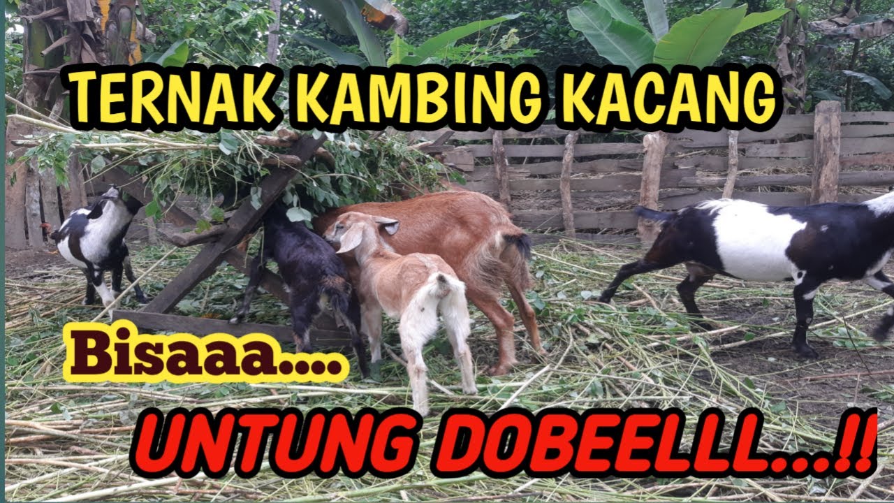 TERNAK KAMBING KACANG MENGUNTUNGKAN
