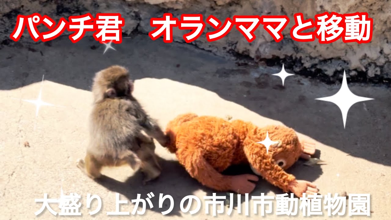 パンチ君　大好きなオランママと移動💕🐒市川市動植物園