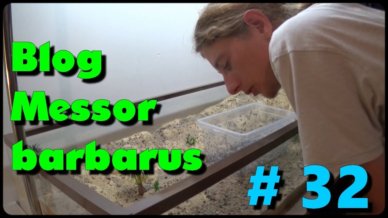 Blog Messor barbarus #32 - Les foreuses