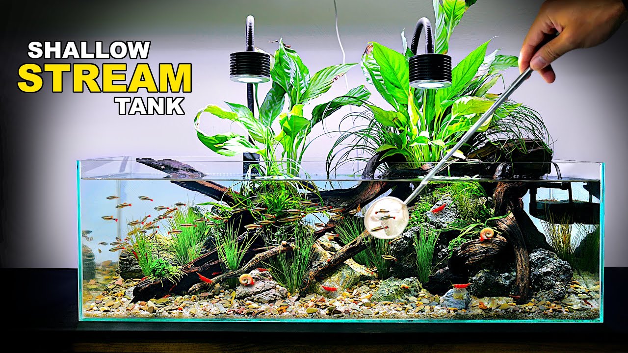 Making A Realistic Stream Aquarium For Extinct Fish