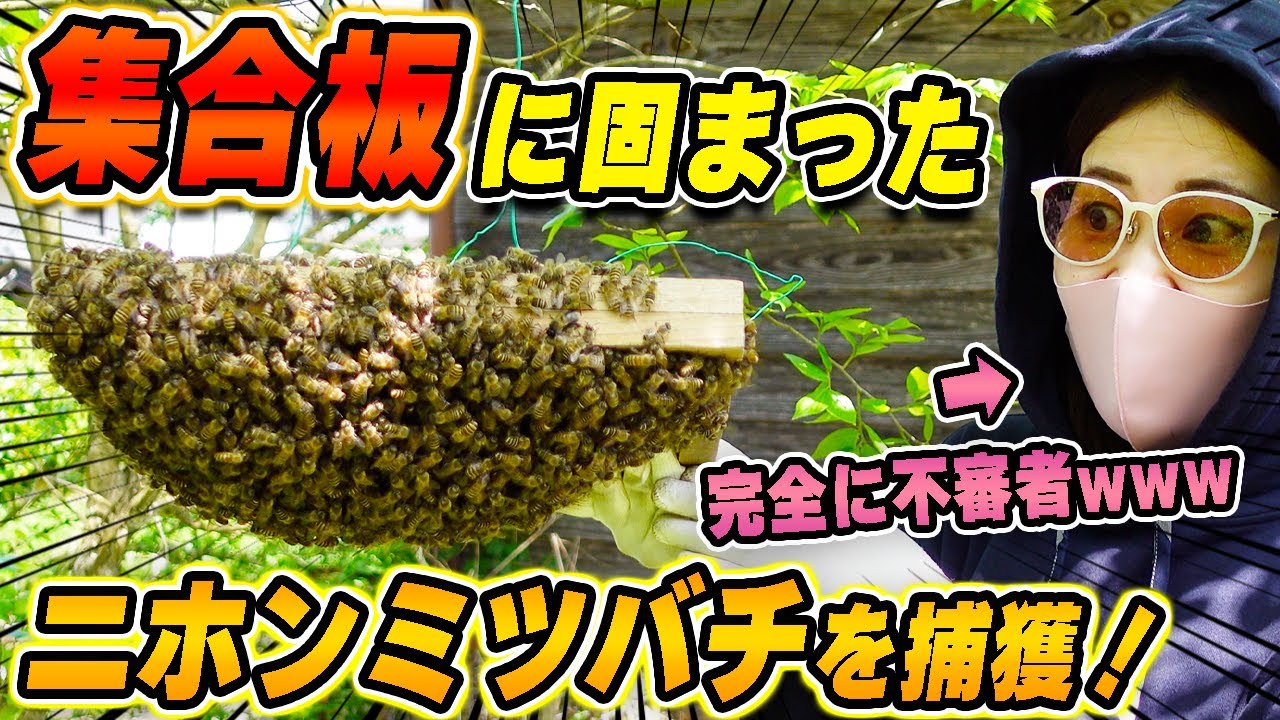 防護服忘れて大ピンチ！？ニホンミツバチの分蜂蜂球を捕獲！完全に不審者www