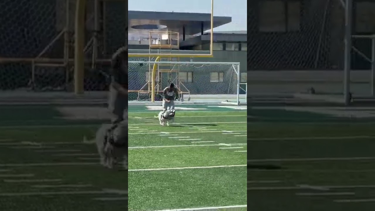 Dog vs human race 🐶 