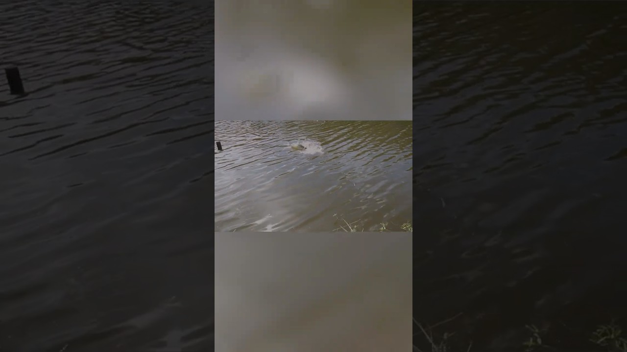 MrJayCam Lands His First Alligator Gar