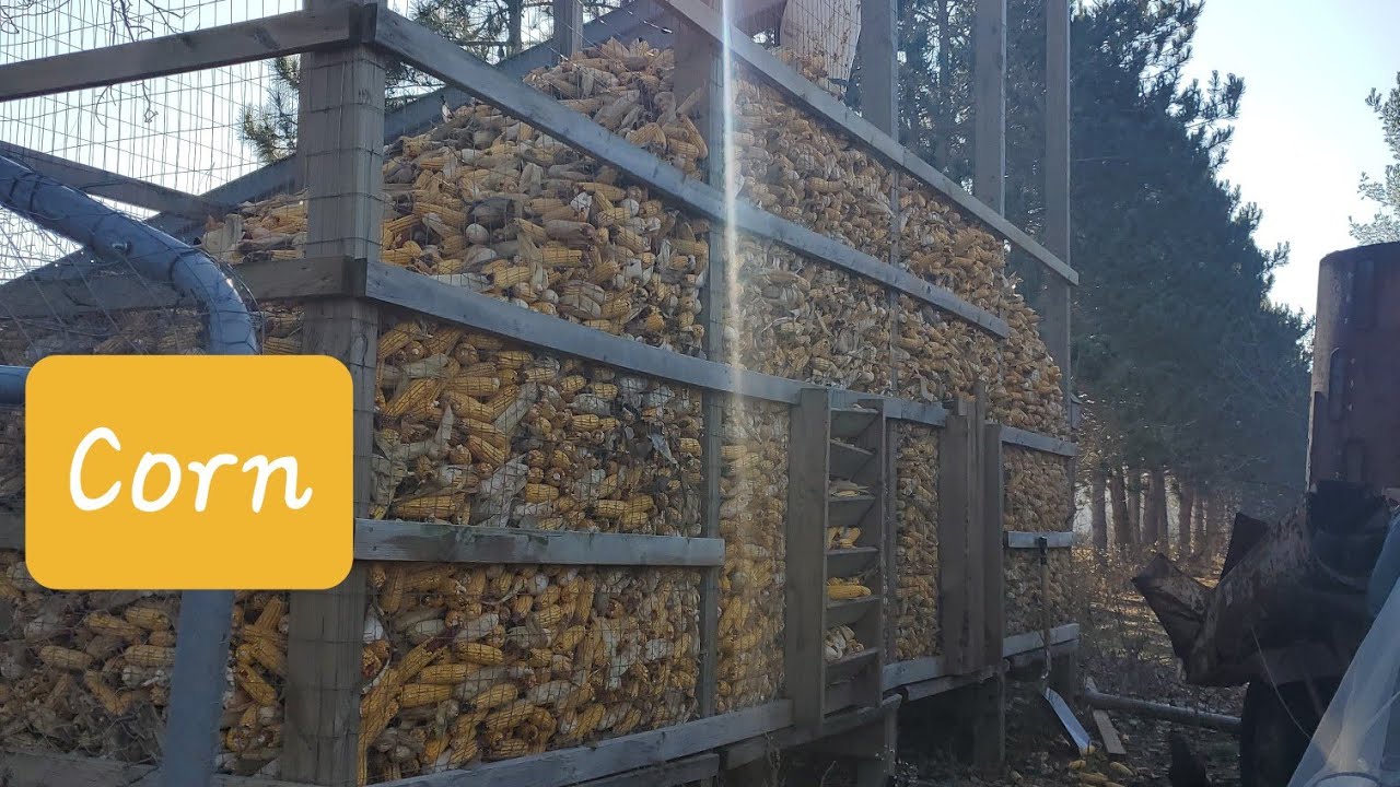 Corn Harvest 2020 - New Idea Two Row Corn Picker with Sheller