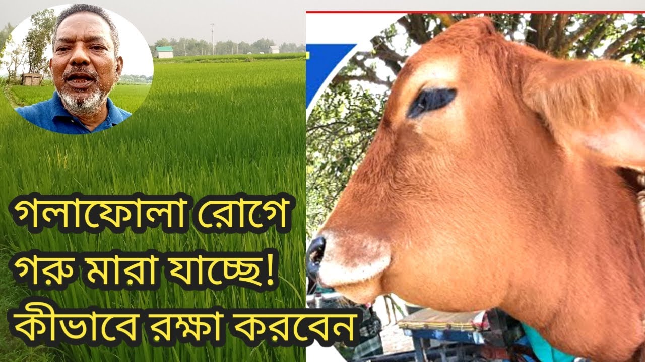 গলাফোলা রোগে গরু মারা যাচ্ছে! কীভাবে রক্ষা করবেন | গরুর গলা হঠাৎ ফুলে গেল? ভুল করলে জীবনে পস্তাবেন