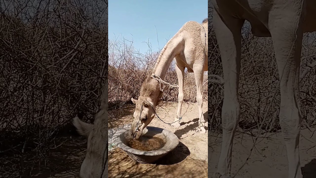#camelinthedesert #camel#camellover#animals #shortsvideo #thar #yt #beauty#nature#nice video#wow