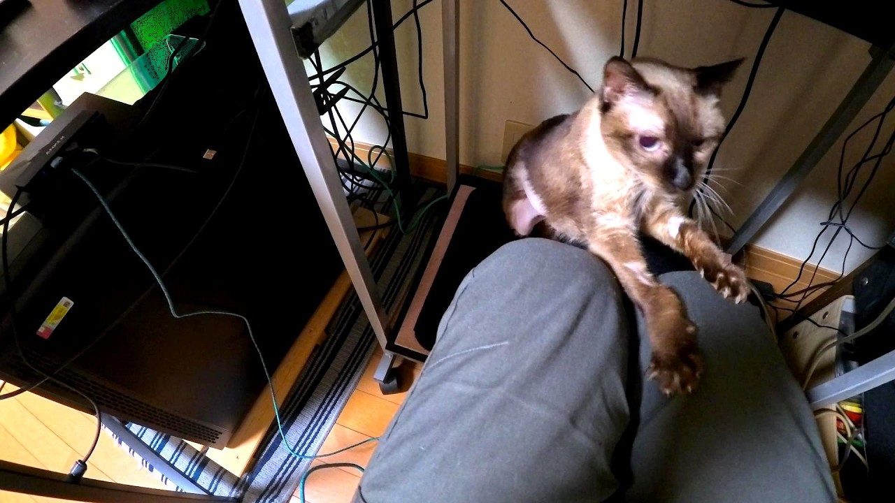 末期癌で身体が不自由な愛猫シャムエが膝に乗って来た🤧