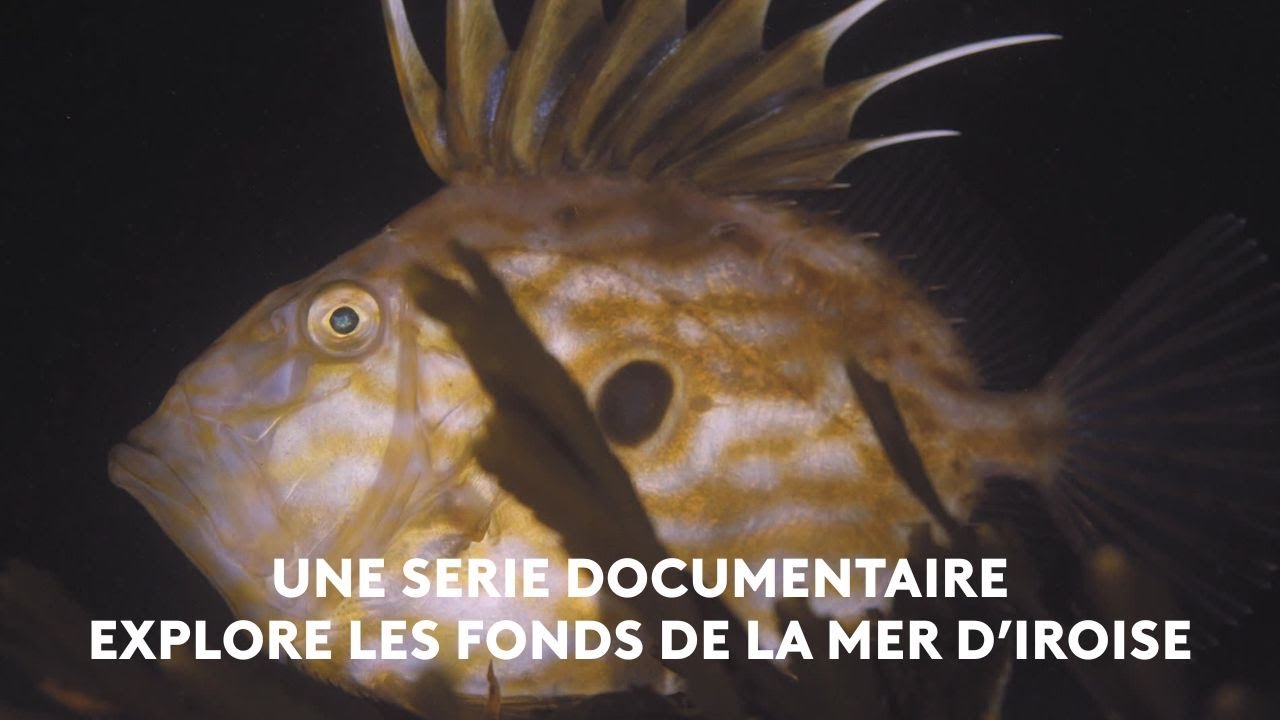 Une série documentaire sous-marine explore la mer d'Iroise. An Taol Lagad du 25 septembre 2025