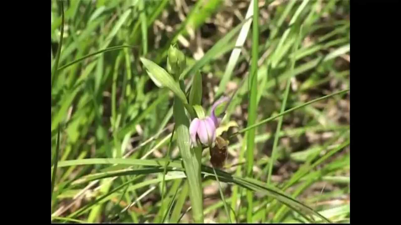 Sul sentiero delle orchidee - Scuola Primaria di Camerana